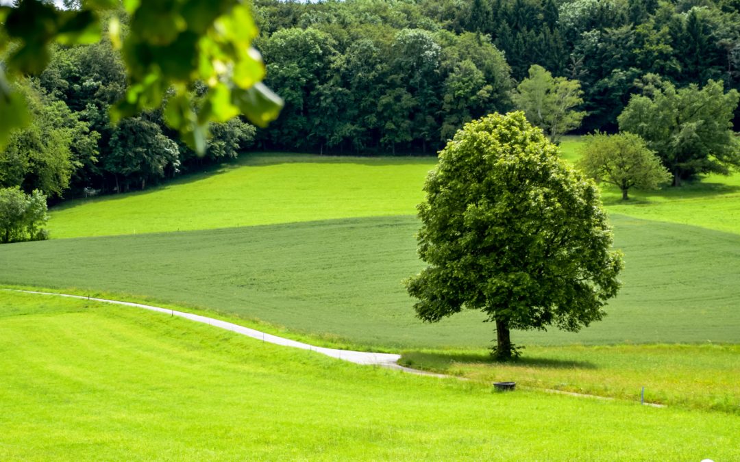 Entierro verde – ¿una nueva moda o necesidad?